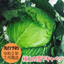 【ふるさと納税】【先行予約】西会津 極上 雪下キャベツ 令和...