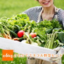 【ふるさと納税】とれたてミネラル野菜セット