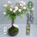 【ふるさと納税】コケ玉ミニバラ盆栽「桜坂」 ギフト 花