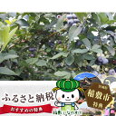 【ふるさと納税】横田さん家の完熟ブルーベリー 4パック...