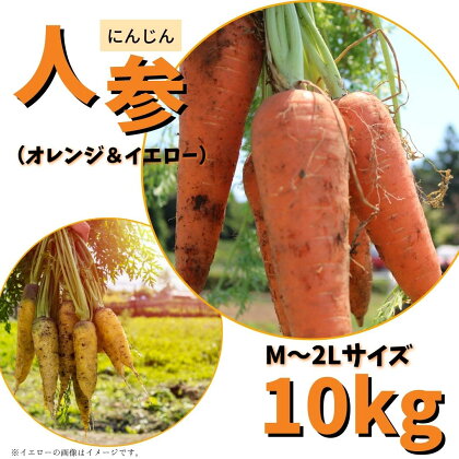 人参（オレンジ&イエロー）M～2Lサイズ　10kg