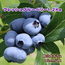 【ふるさと納税】益子町産 フレッシュブルーベリー※着日時指定...
