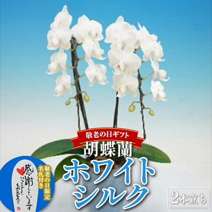 【敬老の日ギフト】 胡蝶蘭 ホワイトシルク 2本立ち 卵型ブルー鉢 F20E-843