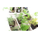 生活の木メディカルハーブガーデン薬香草園 キッチンハーブ苗12個セット　　お届け：発注後、1ヵ月程度（お品切れの場合お時間を頂戴することがございます。）
