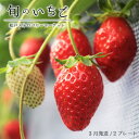 【ふるさと納税】【松戸ストロベリーマーケット】旬のいちご 品種おまかせ贈答用 2プレート 3月発送 期間限定 ※本州限定