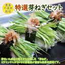 【ふるさと納税】◇【無農薬・無添加】特選芽ねぎセット