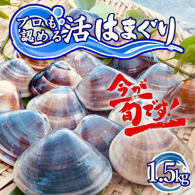 【ふるさと納税】 訳あり はまぐり ハマグリ 蛤 国産 天然 送料無料 1.5kg 1kg超 千葉県産 九十九里産 10月?7月発送