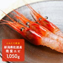 【ふるさと納税】とれたて直送 佐渡産 『南蛮エビ』 【海老...