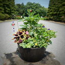 【ふるさと納税】季節の寄せ植えセット 季節の草苗12〜14ポ...