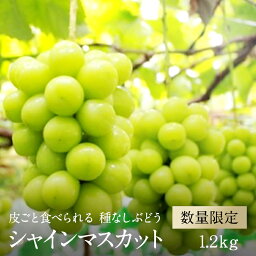 【ふるさと納税】<strong>先行</strong>予約 シャインマスカット 約1.2kg 2024年産 皮ごと食べられる 種なしぶどう 5-1＜出荷時期：2024年9月上旬～10月中旬ごろ＞【<strong>先行</strong>予約 フルーツ ぶどう マスカット 山梨県 南アルプス市 】