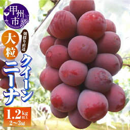 【ふるさと納税】 ぶどう <strong>クイーンニーナ</strong> 朝採り 直送 大粒 種無し 1.2kg以上 2房～3房 2024年発送 果物くだもの フルーツ 葡萄 山梨県 甲州市 人気 採れたて (AF) 【B18-412】