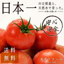【ふるさと納税】安心安全、採れたてを発送!桃太郎トマト約2kg 【野菜・ミニトマト】