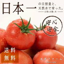 【ふるさと納税】安心安全、採れたてを発送!桃太郎トマト約2k...