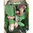 【ふるさと納税】長野市収穫 松茸 約200g(2〜3本)※ク...