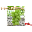 【ふるさと納税】【2020年度産】シャインマスカット1kg ※クレジット限定 【果物類・ぶどう・マスカット・フルーツ】 お届け:2020年9月18日~2020年10月17日