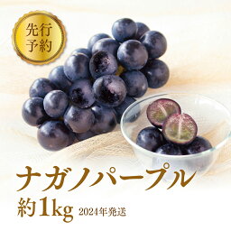 【<strong>ふるさと納税</strong>】ぶどう 先行予約 長野市産 <strong>ナガノパープル</strong> 約1kg 果物 ブドウ 葡萄 フルーツ デザート おやつ 種なし 信州 オンライン決済限定 2024年秋発送　【 長野市 】　お届け：2024年9月上旬～10月中旬