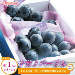 【<strong>ふるさと納税</strong>】<strong>ナガノパープル</strong> 約1kg（約2～3房）《黒岩果樹園》■2024年発送■※8月下旬頃～9月下旬頃まで順次発送予定 果物 ぶどう フルーツ