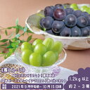 【ふるさと納税】皮ごと丸かじりセット!農家直送 ナガノパープル&シャインマスカット食べ比べセット(約2~3房 1.2kg以上)《雅フルーツ》■2021年発送■※9月中旬頃より順次発送予定 フルーツ 果物 ブドウ ぶどう 食べ比べ ナガノパープル シャインマスカット