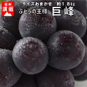 【ふるさと納税】☆先行予約【人気のブドウ】巨峰 約1.8kg...