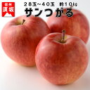 【ふるさと納税】サンつがる約10kg 秀品《信州グルメ市場》■2021年発送■※8月下旬頃より順次発送予定 果物 フルーツ リンゴ りんご 林檎