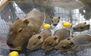 【ふるさと納税】須坂市動物園ふれあいAセット 【入園券・キャ...