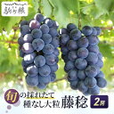 【ふるさと納税】【特選房】大粒藤みのり 2房(種なし) 【果物・ぶどう・フルーツ・果物・ぶどう・フルーツ】 お届け:2022年9月中旬~10月中旬