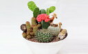 【ふるさと納税】サボテンアニマル寄せ植え 【花・苗木】