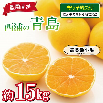予約受付 みかん 青島 15kg 減農薬 送料無料 西浦 蜜柑 柑橘 オレンジ