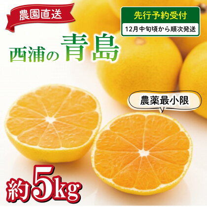 予約受付 みかん 青島 5kg 減農薬 送料無料 西浦 蜜柑 柑橘 オレンジ
