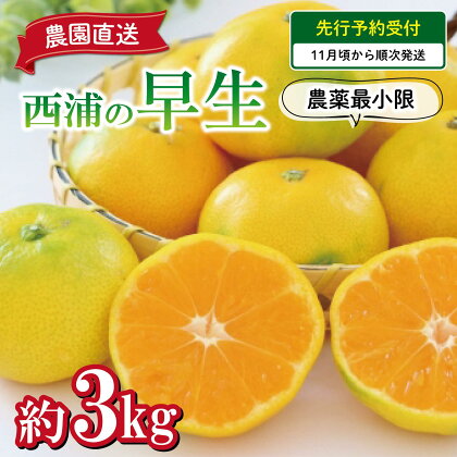 予約受付 みかん 早生 3kg 減農薬 送料無料 西浦 蜜柑 柑橘 オレンジ