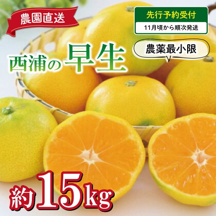 予約受付 みかん 早生 15kg 減農薬 送料無料 西浦 蜜柑 柑橘 オレンジ