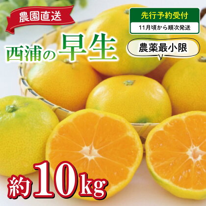 予約受付 みかん 早生 10kg 減農薬 送料無料 西浦 蜜柑 柑橘 オレンジ