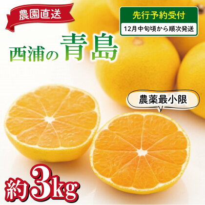 予約受付 みかん 青島 3kg 減農薬 送料無料 西浦 蜜柑 柑橘 オレンジ
