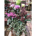 【ふるさと納税】お正月寄せ植え1鉢 【花】 お届け:2019...