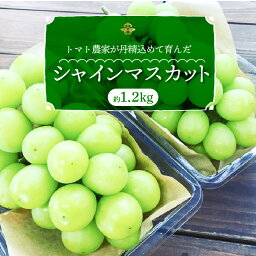 【ふるさと納税】高評価☆4.9 甘くて新鮮なシャインマスカット 予約受付中 数量限定 トマト農家が作る シャインマスカット 約 1.2kg 2房 【2024年度予約分】 <strong>長田農園</strong> 果物 フルーツ 旬 お取り寄せ マスカット 国産 <strong>愛知</strong>県 碧南市 冷蔵 送料無料