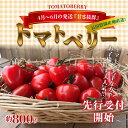 【ふるさと納税】4月〜6月の発送 甘さ抜群!!トマト嫌いも食...
