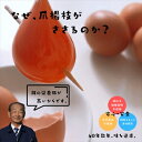 【ふるさと納税】丹波奥郷の卵 やまぶき45個+破卵保障3個