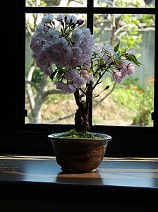 【ふるさと納税】【例年4月頃開花】桜盆栽