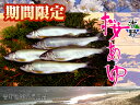 【ふるさと納税】吉野桜あゆ(新鮮抜群!活〆鮎)10尾入