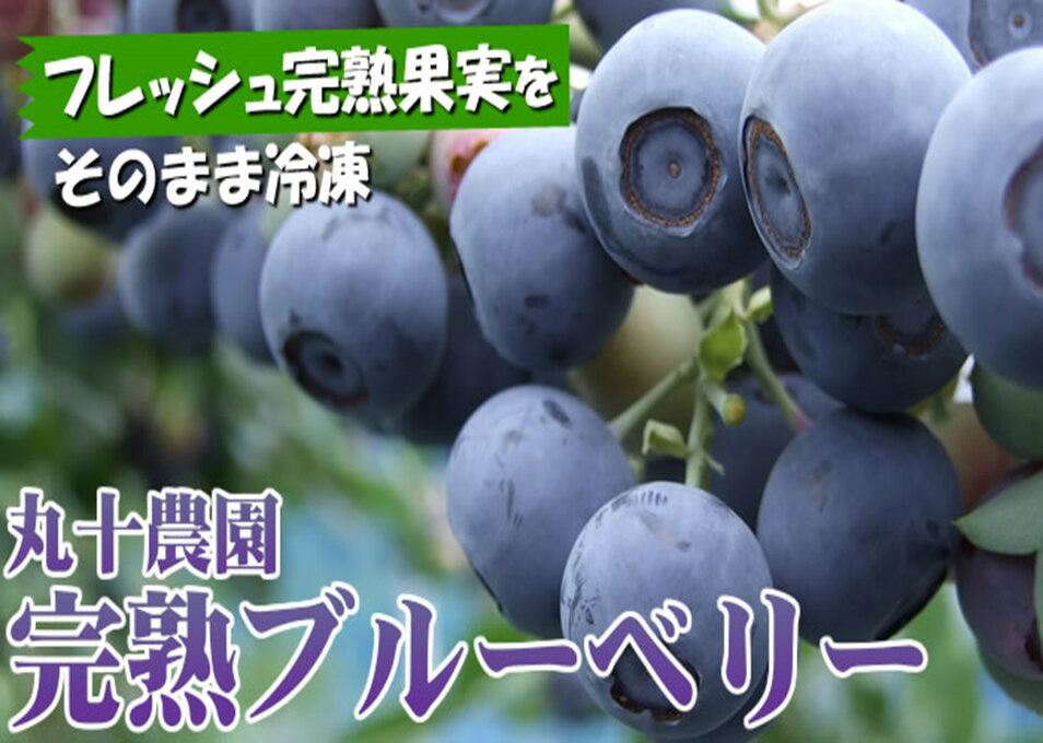 【ふるさと納税】完熟ブルーベリー【冷凍】【1kg】　簡易パック袋 [丸十農園]国産・和歌山県産　紀伊國屋文左衛門本舗　2540032010 ランキングお取り寄せ