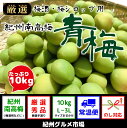 【ふるさと納税】《大容量》梅酒用・梅シロップ用 【紀州南高梅】 青梅(秀品)10kg※着日時指定不可 北海道・沖縄県・離島への発送不可