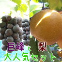 【ふるさと納税】巨峰と梨 大人気セット【お届け日指定不可】※...