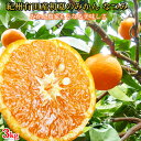 【ふるさと納税】初夏のみかん なつみ 3kg|柑橘 果物 フルーツ 産地直送※着日指定不可※北海道・沖縄・離島は配送不可※2023年4月中旬~下旬頃に順次発送予定