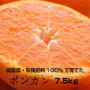 【ふるさと納税】特別栽培 ポンカン7.5kg 【発送時期指定可】【有機肥料100%・減農薬栽培の春みかんを農家直送】