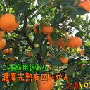 【ふるさと納税】【数量限定】【11〜12月お届け】【産地直送...
