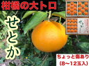 【ふるさと納税】【ちょっと傷あり】『柑橘の大トロ』 ハウスせ...