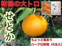 【ふるさと納税】【ちょっと傷あり】ハーフ化粧箱『柑橘の大トロ...