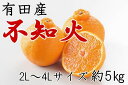 【ふるさと納税】【産直】有田の不知火 約5kg(15玉〜20...