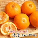 【ふるさと納税】厳選!和歌山有田の濃厚はるみ 約5kg(M又...