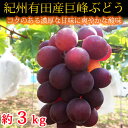 【ふるさと納税】紀州有田産の巨峰ぶどう約3kg※2020年8月下旬~9月中旬頃に順次発送予定